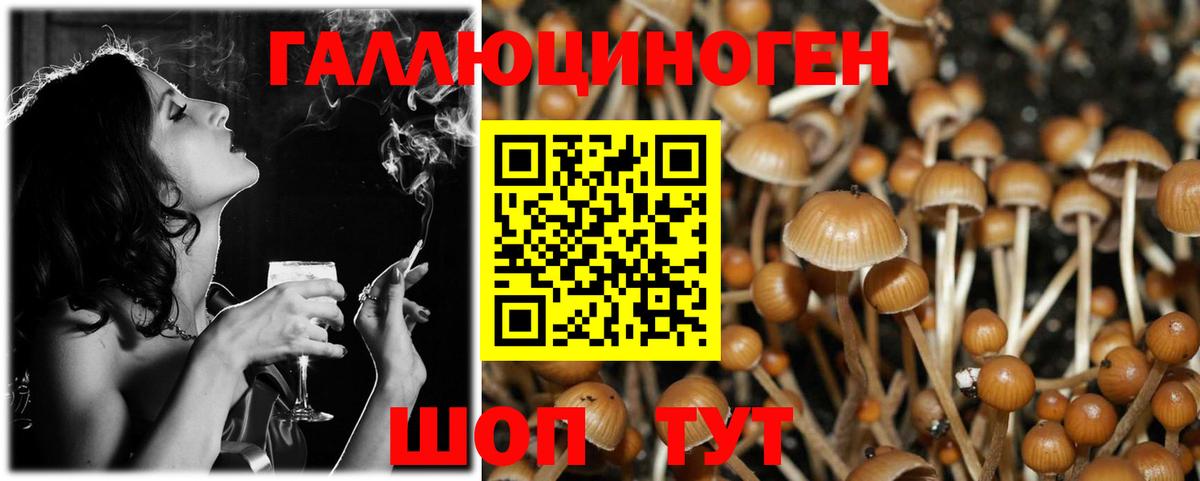 Псилоцибиновые грибы Psilocybe Кореновск